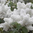 100pièces-sac de graines de lilas, le soleil préfère la demande en eau, fleur blanche japonaise pour bonsaï-2