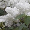 100pièces-sac de graines de lilas, le soleil préfère la demande en eau, fleur blanche japonaise pour bonsaï-3