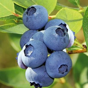 ARBRE - BUISSON Myrtillier Bluecrop-Récoltes abondantes-Gros fruits parfumés juteux-Gout delicieux:à deguster nature,salade de