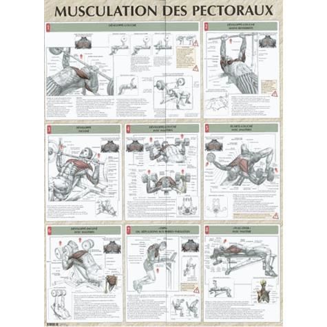 Musculation des pectoraux