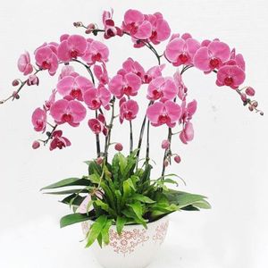GRAINE - SEMENCE 100pcs Multicolore Phalaenopsis Graines -Rose