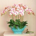 100pcs Multicolore Phalaenopsis Graines -Rose-3