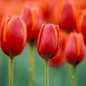 GRAINE - SEMENCE 100Pcs Graine de tulipe-Facile à cultiver - Facile à germer - Rendement élevé - Convient aux balcons, cours, jardins, parcs