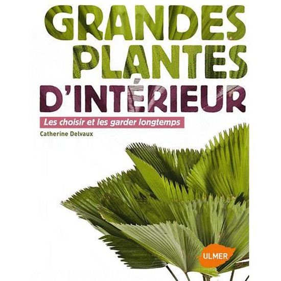 Beallara Peggy Gothic - Orchidée Parfumée Vraie 30-40 Cm - Plante D'Intérieur Hollandaise