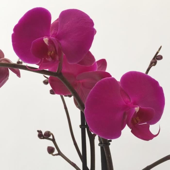 Phalaenopsis hybride optiflo - taille de la plante:Pot de 1 litre – 60/80cm  - Cdiscount Animalerie