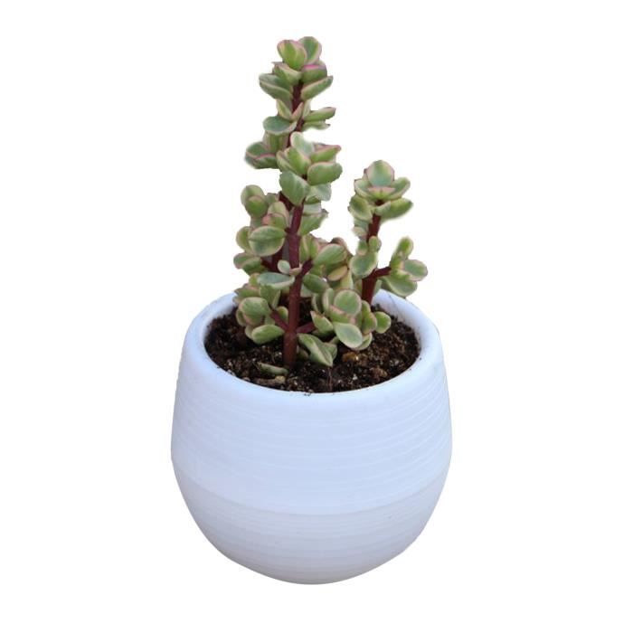 20 Pots Semis Transparents Avec Couvercle – Pour Plantes, Succulentes, Boutures – Drainage Intégré