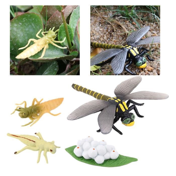 JOUET POUR LES Enfants Du Cycle De Vie Des Insectes Semaine Croissance JOUET POUR LES Enfants Du Cycle De Vie Des Insectes Semaine Croissance