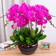 100PCS Phalaenopsis Graines Orchidée Graines Bonsaï Fleur Graines Pour La Maison Garden-Purple-0