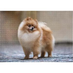 Manteau pour best sale spitz nain