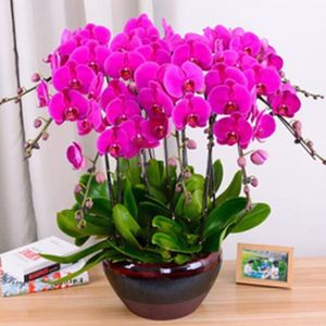 GRAINE - SEMENCE 100PCS Phalaenopsis Graines Orchidée Graines Bonsaï Fleur Graines Pour La Maison Garden-Purple