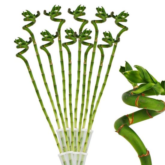 Dasongff Bois Brésilien Porte-Bonheur à Germination Magique - Plante Intérieure Chance Et Purification Air