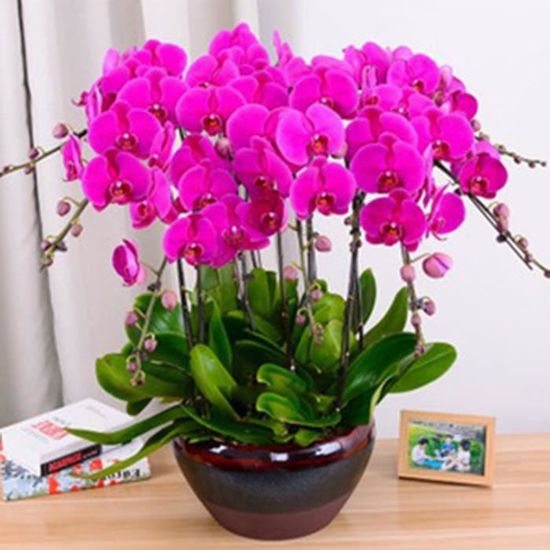 100PCS Phalaenopsis Graines Orchidée Graines Bonsaï Fleur Graines Pour La Maison Garden-Purple
