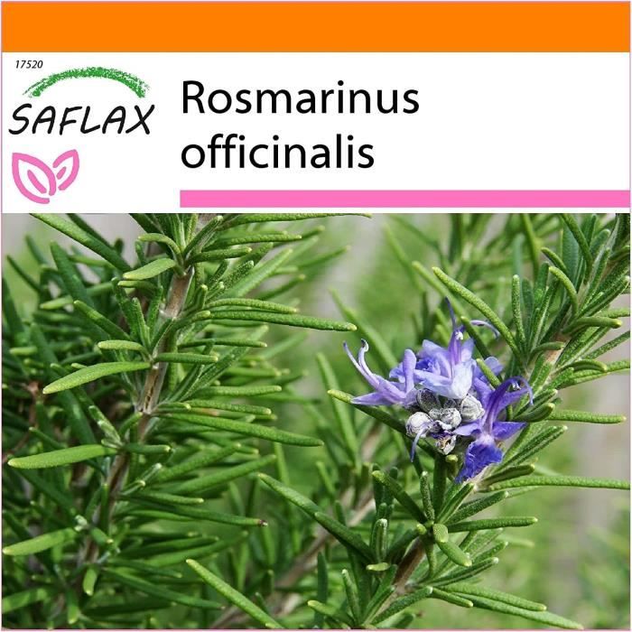 Graines De Romarin Rosmarinus Officinalis - Sachet D'environ 200 Graines, Pour Jardin Aromatique Ou Potager