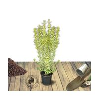 Troène de Californie Aureum - Ligustrum ovalifolium - Pot de 7,5L - 80/100 cm - Blanche - Arbustif