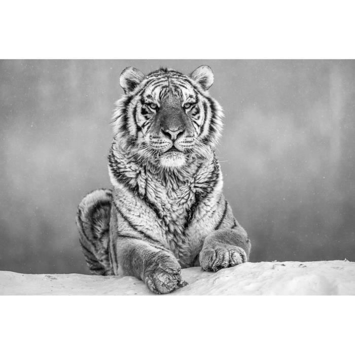 Poster 3D Tigre Andando Sobre a Neve 50x70cm com/sem Moldura - Decore Pronto