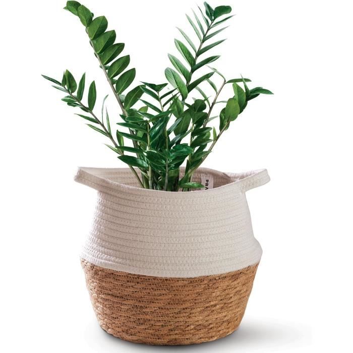 Lot De 5 Vases En Verre Transparent - Pots Hydroponiques Modernes Pour Plantes D'intérieur, Bureau, Décoration