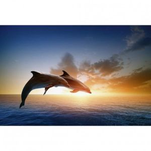 Tableau Toile Dauphins Achat Vente Pas Cher