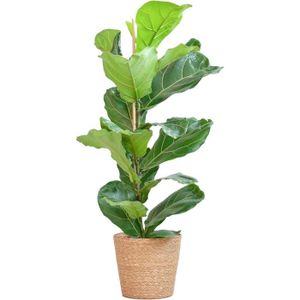 PLANTE POUSSÉE Ficus Lyrata + Basket - 70-80 Cm - Plante D'Intéri