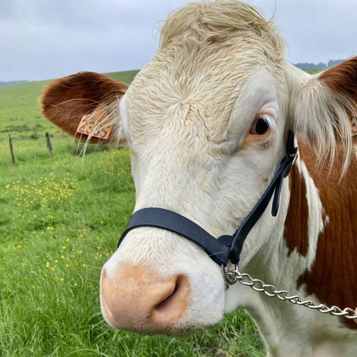 Meilleurs prix pour Licol américain en cuir noir pour vache laitière KAMER