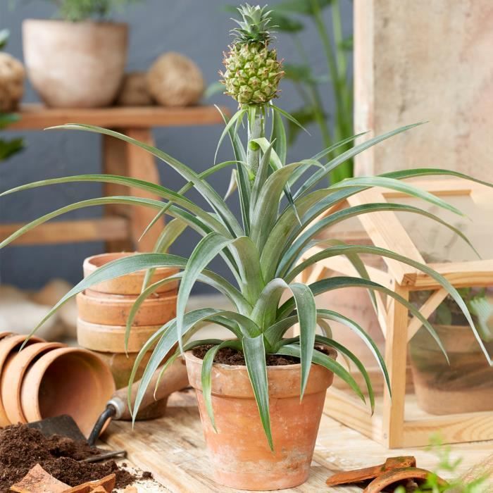 Ananas comosus Amigo Plante d’Ananas Meilleure Plante d’Intérieur — free download