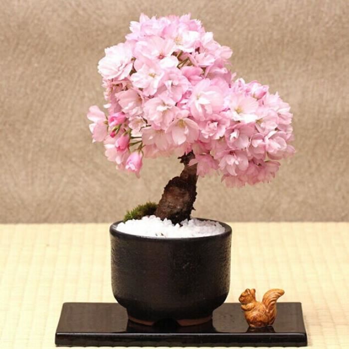 Version Bourgogne - Bonsaï Arbre Japonais Sakura Plante Rare Cerisier Fleurs En Rose Prunus Serrulata 10 Pcs-Paquet #49 #44