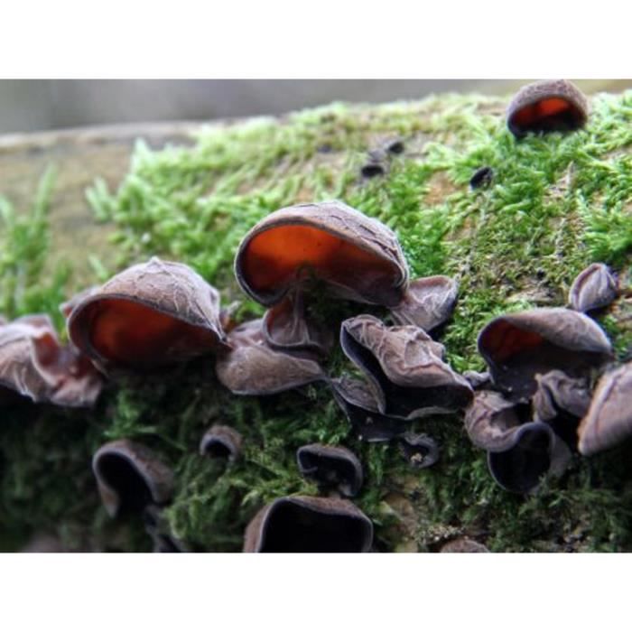 MYCÉLIUM DE CHAMPIGNON NOIR - 15ML KIT DE CULTURE CHAMPIGNONS - GROW MUSHROOMS KIT