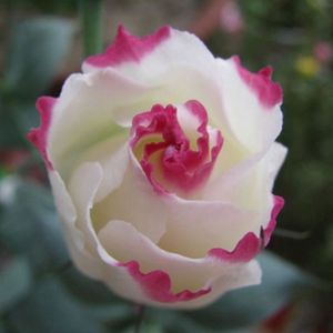 GRAINE - SEMENCE 50pcs jardin plante de balcon eustoma fleur lisianthus graines d'ornement à la maison-6