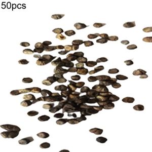 GRAINE - SEMENCE 50pcs graines de géranium de couleur mélangée