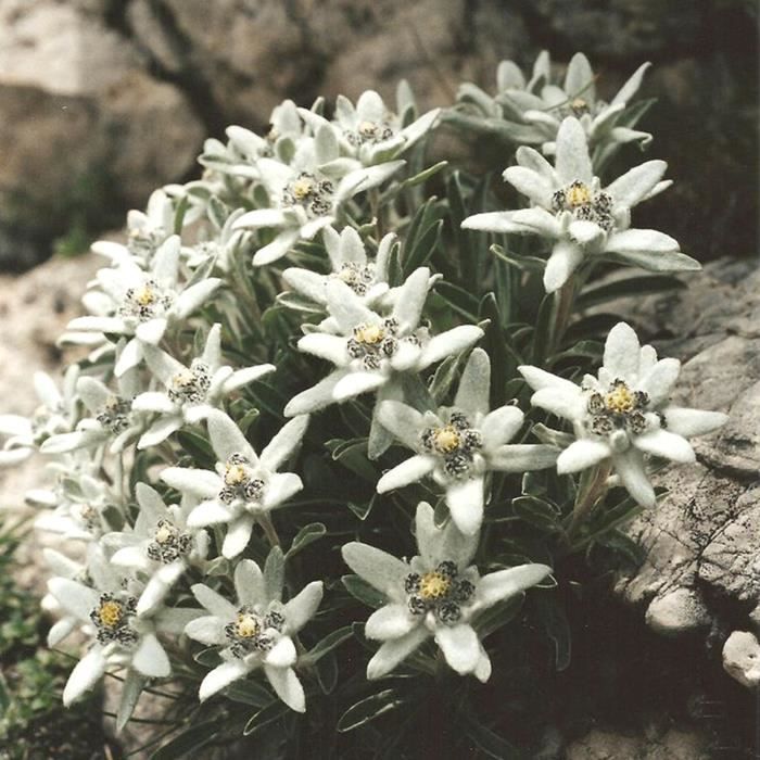 SEMENCE Graines Edelweiss 100pcs sac léger facile à cultiver des ...