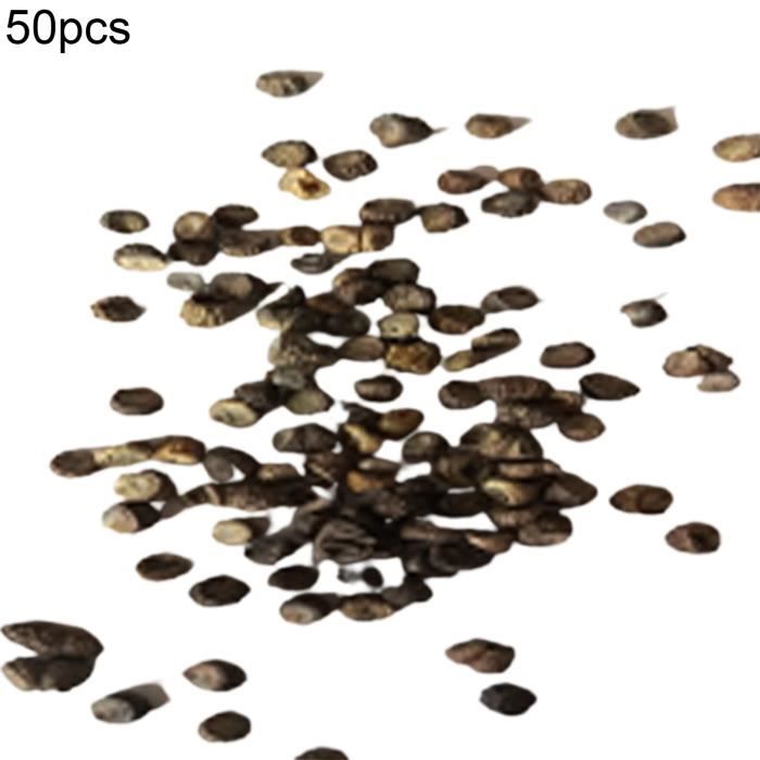50pcs graines de géranium de couleur mélangée
