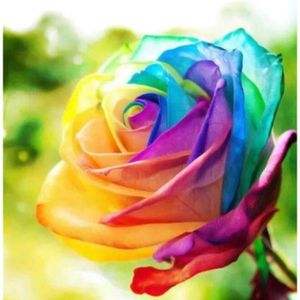 GRAINE - SEMENCE 200Pcs ArcenCiel Rose Graine Rare Fleur Colorée Pl