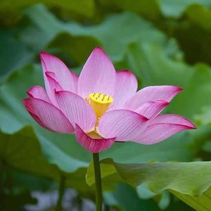 GRAINE - SEMENCE 50pcs graines de fleur lotus plantes aquatiques pl