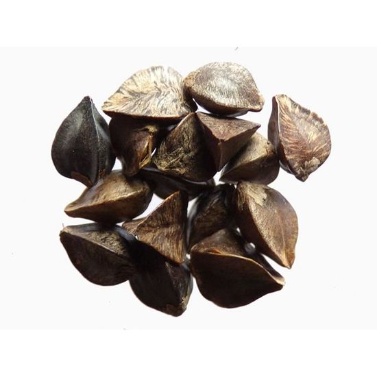 Capucine (Tropaeolum Majus) : Fleur, Plantation, Entretien