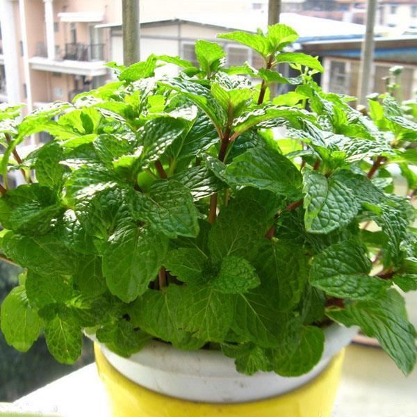 Tempsa 30pcs Graines De Mentha Spicata Menthe Verte Vivace Cdiscount Jardin