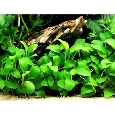Aquarium plante graines eau herbe graines poisson réservoir décor -  Cdiscount Au quotidien