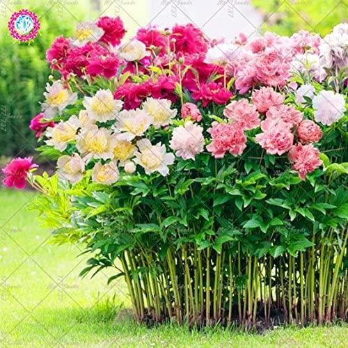 100 Graines De Pivoines Mélangées – Variétés Colorées Faciles à Cultiver Pour Un Jardin Féerique