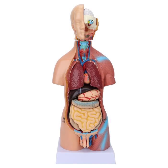 SHO® Modèle anatomique du torse du corps humain, utilisé pour