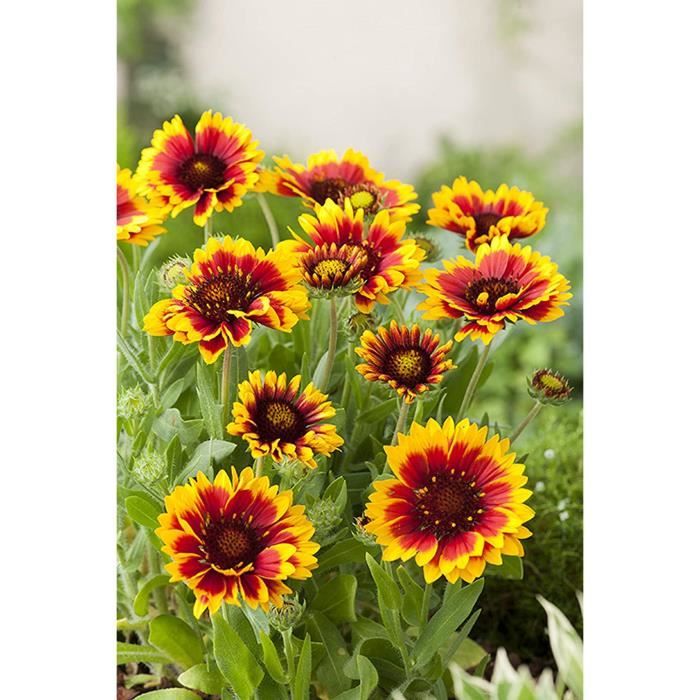 100 Graines De Gerbera Mixte – Gerbera Jamesonii – Plante Vivace Colorée – Pour Jardinières, Massifs Ou Bouquets