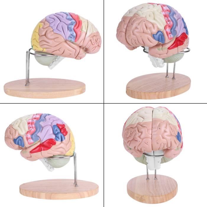 Modèle de cerveau humain, modèle de cerveau anatomiquement précis Modèle de cerveau humain, modèle de cerveau anatomiquement précis