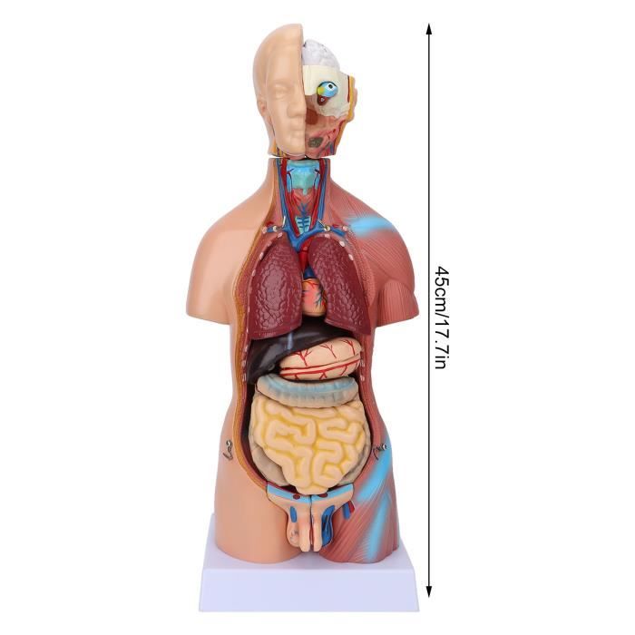 SHO® Modèle anatomique du torse du corps humain, utilisé pour