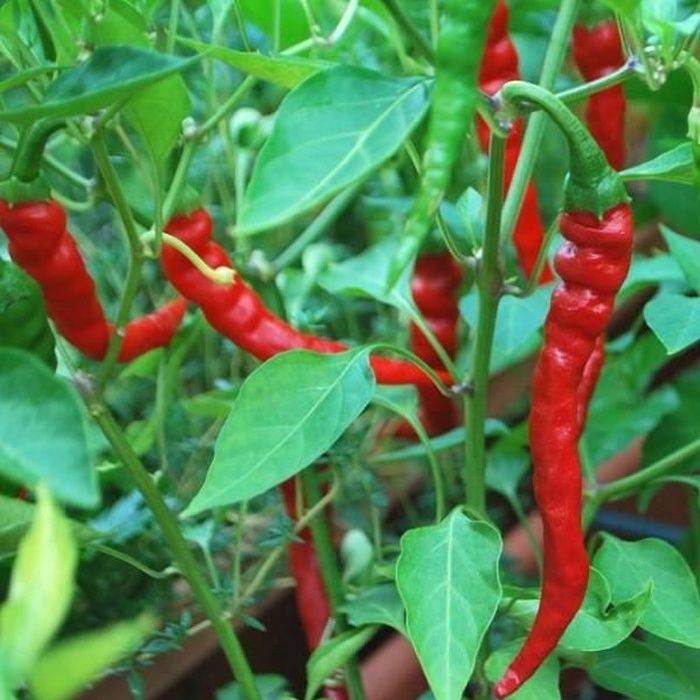 10 graines de piment piquant d algerie