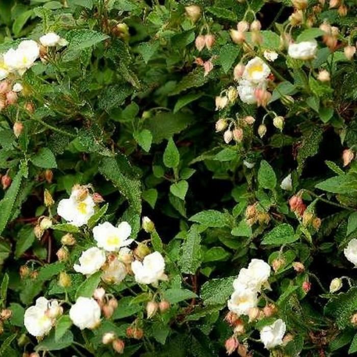 Ciste à feuilles de sauge (Cistus Salvifolius) Jeune plant en godet 30/50 cm