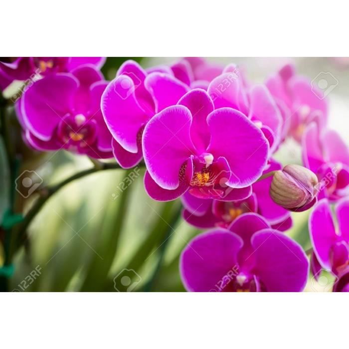 Orchidée Phalaenopsis rose-Hauteur livraison pot inclus:35 cm- Floraison:novembre-mai-  Robuste- Entretien facile- Plante d'intérieur - Cdiscount Jardin