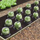 IDMARKET ID MARKET - Cloche à salades x12 serre de protection pour plants