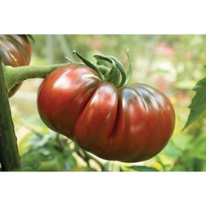 ☺10 sachets de 20 graines de tomates anciennes 
