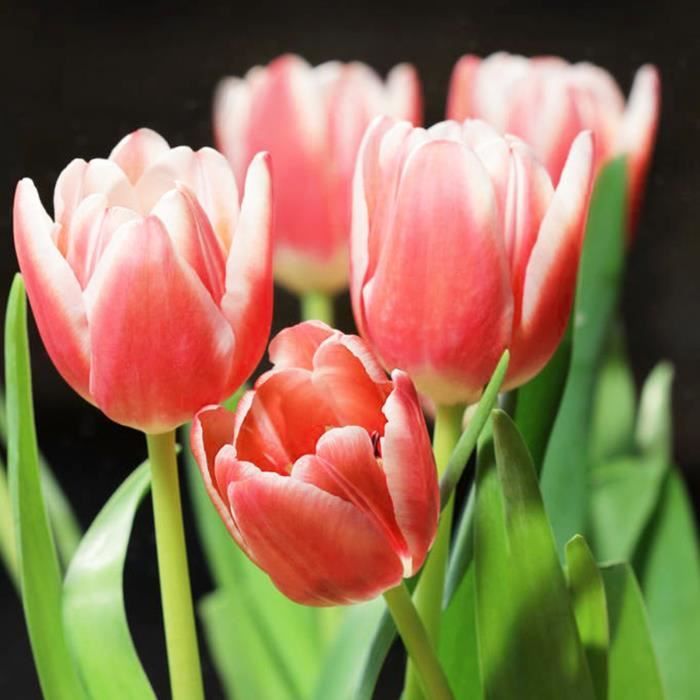 GRAINE - SEMENCE 100 PcsSac Abricot Perroquet Tulip Graines Beautiful Georgic Fun Sun Flowering Graines pour Yard style-Red 1
