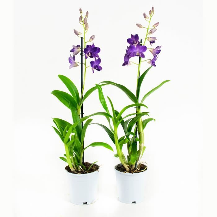 Duo Orchidée Fleur Violette| 2 Orchidées Dendrobium | Plante interieur |  Hauteur 55 cm | Pot 11 cm | Entretien facile - Cdiscount Maison
