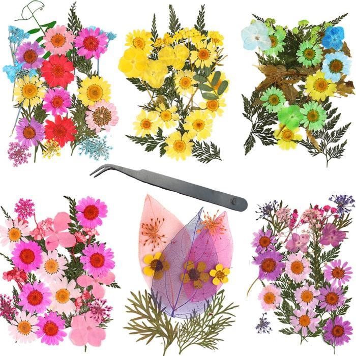 Bricolage Fleurs Séchées Ensemble Feuilles Naturelles Pressées À Sec, Pince À Epiler Et Ciseaux