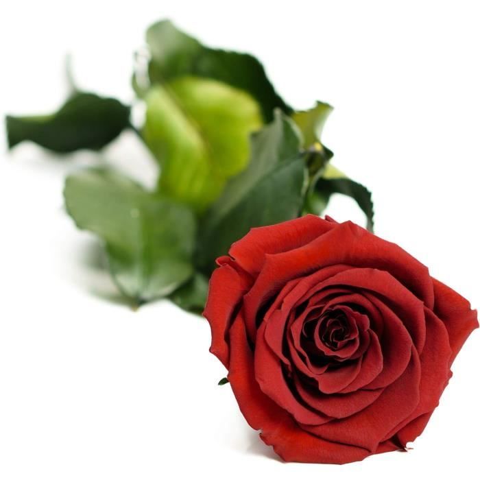 Rose éternelle Rouge Préservée – Dans Cube En Verre Avec Bouchon Liège, Décoration Romantique, Cadeau Original