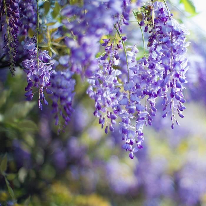 Macrophoto Plaisir Passion Le Lilas Commun Syringa Vulgaris